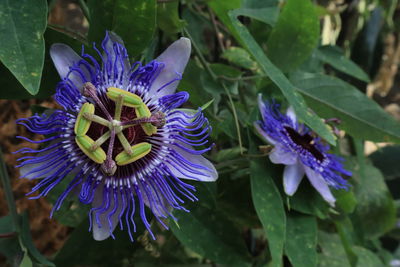 Close-up of purple blue flower