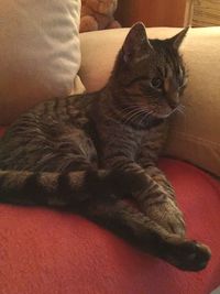 Cat resting on couch