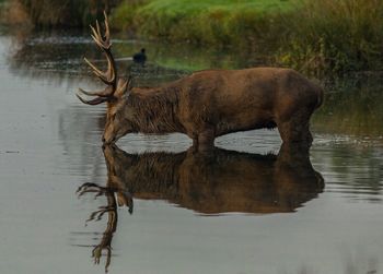 Elephant in lake