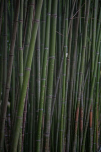 Full frame shot of bamboo forest