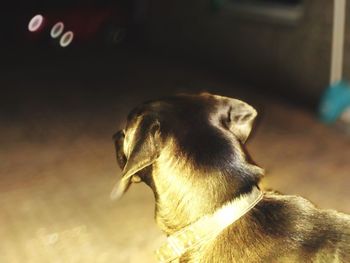 Close-up of a dog