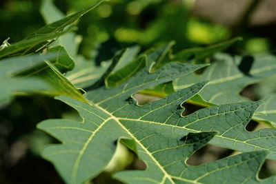 Papaya leaf