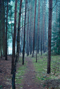 Trees in forest against sky
