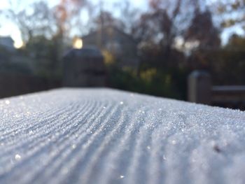 Close-up of snow on tree