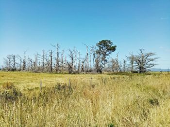 Crops growing on field against clear sky