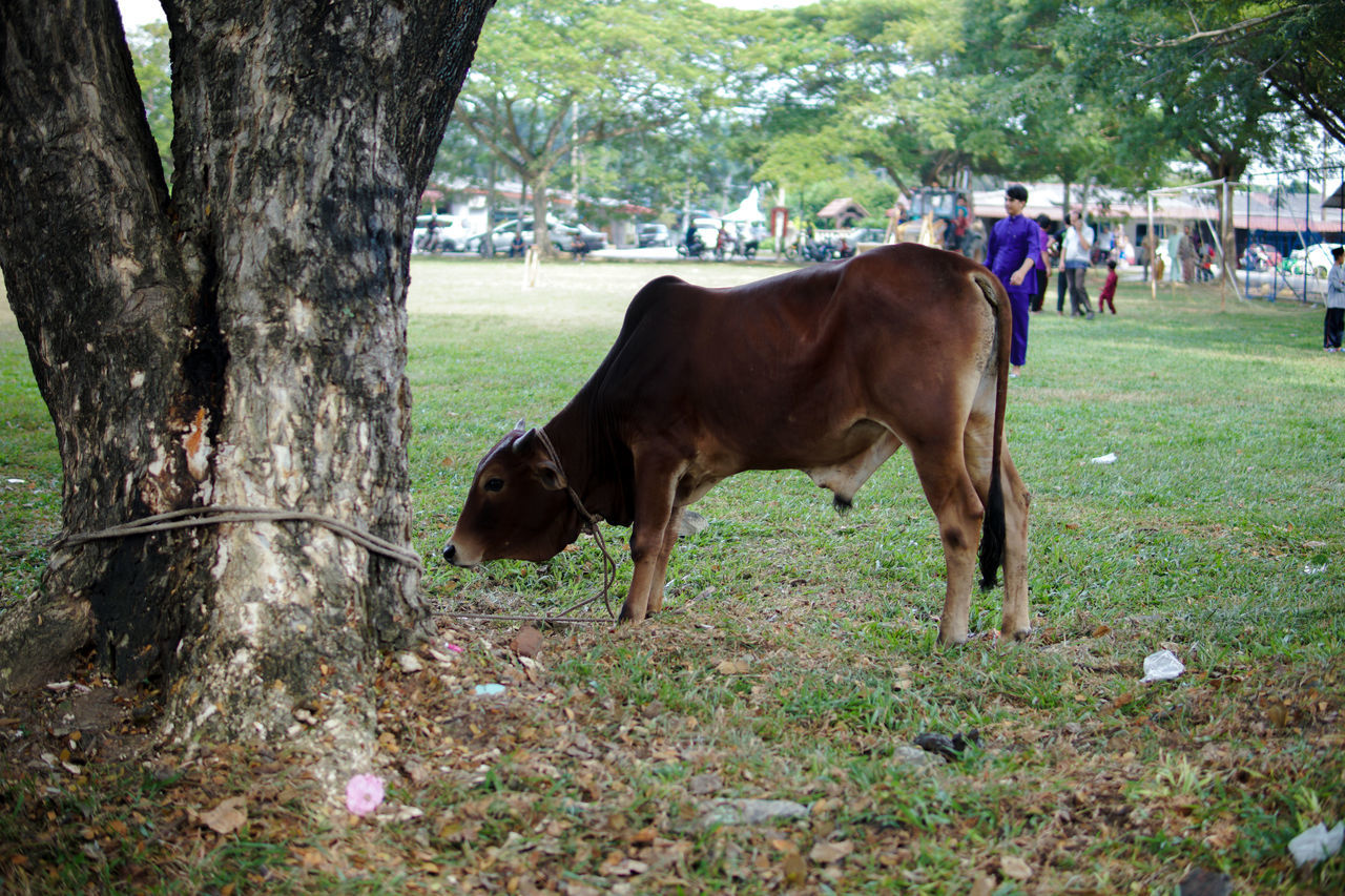 VIEW OF A HORSE IN THE FIELD