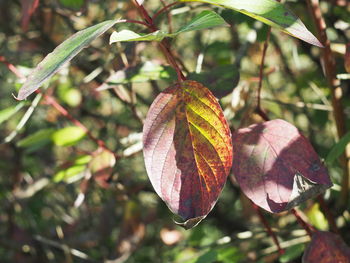 Close-up of dry leaves on tree