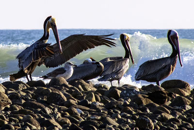 View of birds on beach