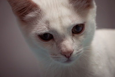 Close-up portrait of a cat