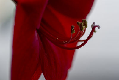 Close-up of red rose