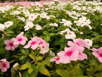 Close-up of pink flowering plants