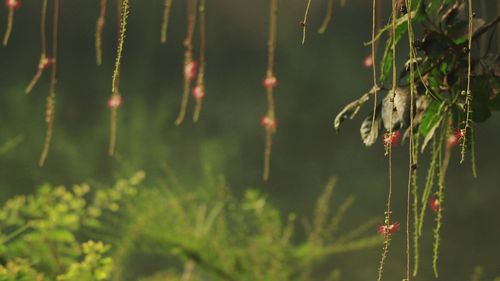 Close-up of caterpillar on grass