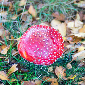 Close-up of fly agaric mushroom on field
