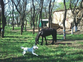 Cows grazing on field