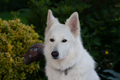 Close-up portrait of white dog