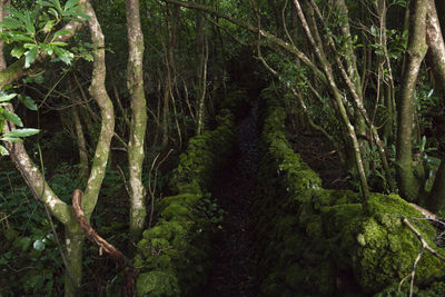 Trees in forest