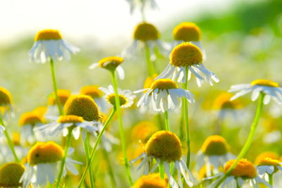 Close-up of yellow flowering plants on field