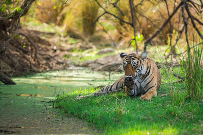 Cat relaxing in a forest