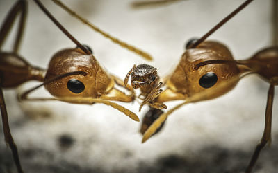 Closeup of two weaver ants pulling apart a smaller one, possibly a fire ant.