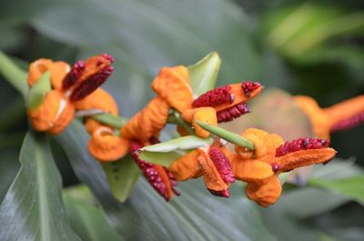 Close-up of flowers against blurred background