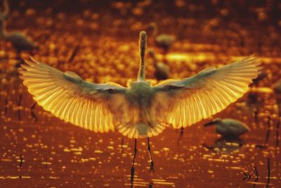 Close-up of bird flying