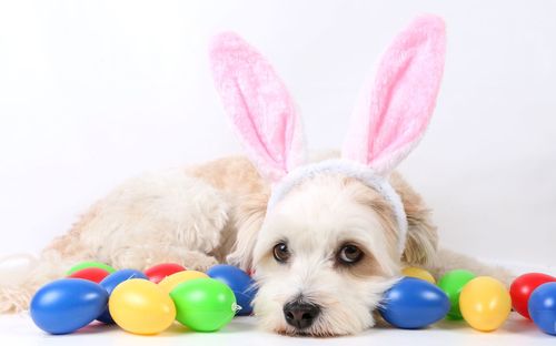 Portrait of dog with colorful easter eggs against white background