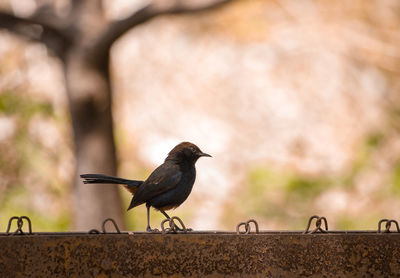 Close-up of bird perching on wood