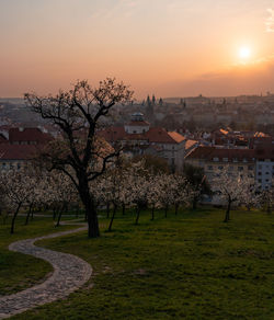 Trees and townscape against sky during sunset