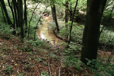 Trees in forest