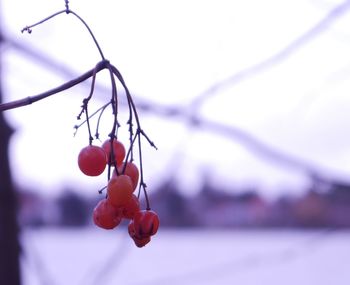 Close-up of red berries growing on tree