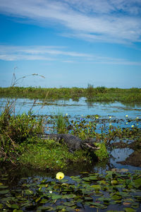 Scenic view of lake