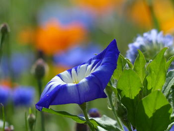 Close-up of purple flowering plants