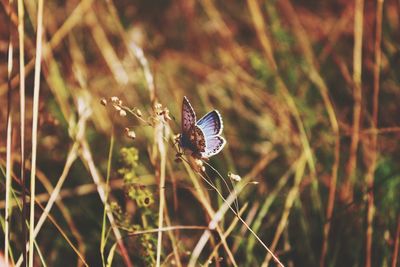 Close-up of butterfly on plant