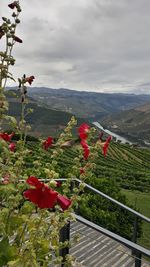 Red flowering plants on landscape against sky