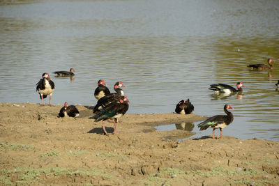 Group of birds on the beach