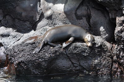 High angle view of sea lion on rock