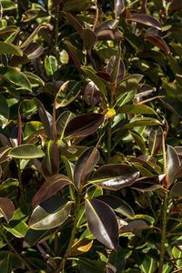 High angle view of plant