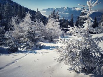 Snow covered pine trees