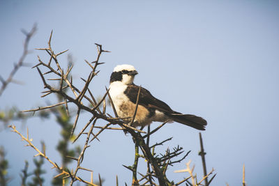 Low angle view of bird perching on branch against clear sky