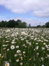 White flowering plants on field against sky