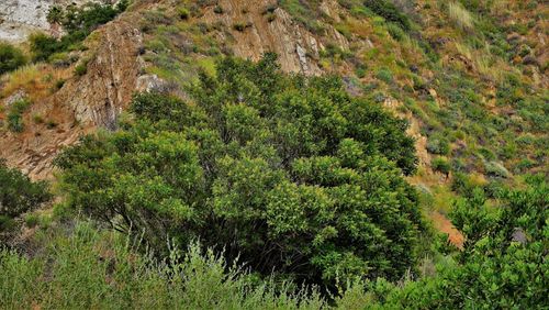 Scenic view of forest