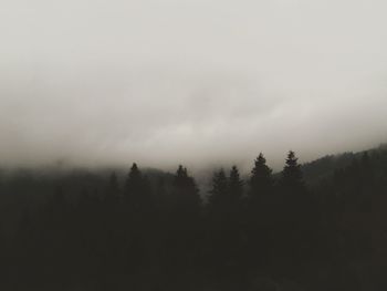 Trees in forest against sky