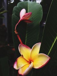 Close-up of yellow flower
