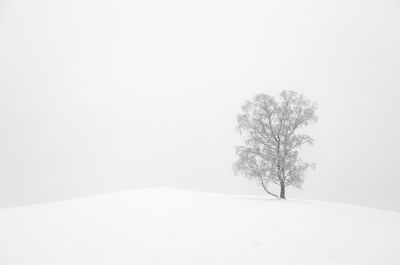 Bare tree on snow covered landscape