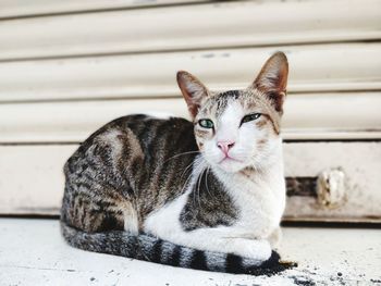 Close-up portrait of cat sitting outdoors