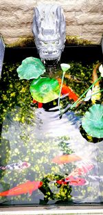 Close-up of plants against water