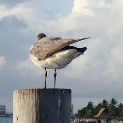 Close-up of bird perching on rock against sky