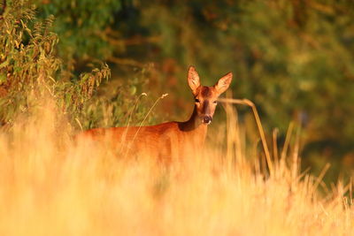 View of deer on field