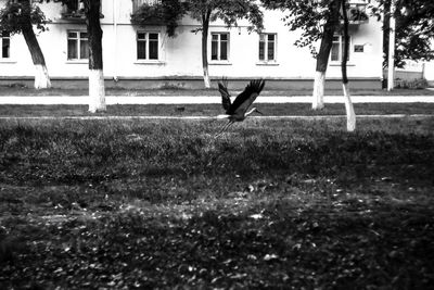 Close-up of bird on grass against building