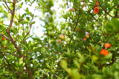 Close-up of fruits growing on tree